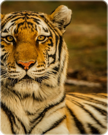 Giải pháp cho cá nhân,nhãn hàng